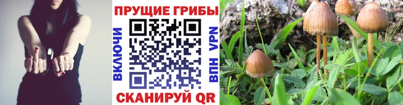 закладки  Надым  shop телеграм  Псилоцибиновые грибы мухоморы 
